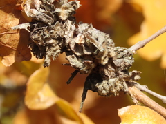 Andricus multiplicatus