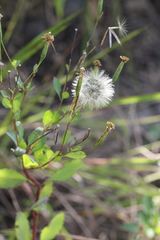 Porophyllum ruderale