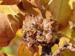 Andricus multiplicatus