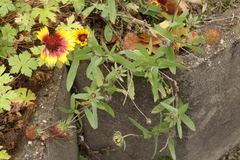 Entyloma gaillardianum
