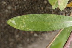 Entyloma gaillardianum