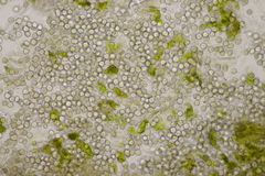 Entyloma gaillardianum