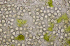 Entyloma gaillardianum