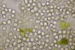 Entyloma gaillardianum