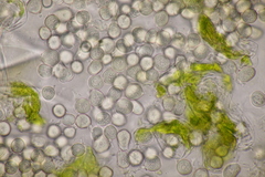 Entyloma gaillardianum