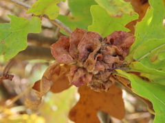 Andricus multiplicatus