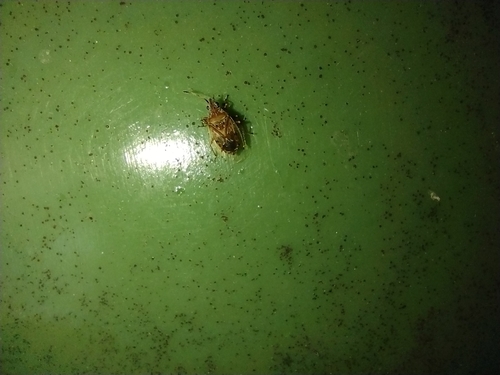 behavka brezová (Kleidocerys resedae)