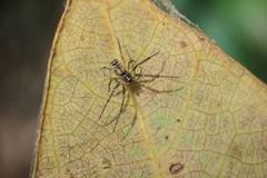 Prosoponoides sinense