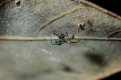 Prosoponoides sinense