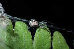 Prosoponoides sinense