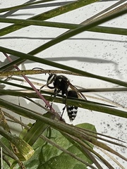 Dolichovespula maculata