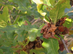 Andricus multiplicatus