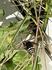 Dolichovespula maculata