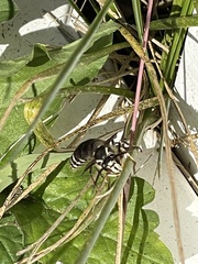 Dolichovespula maculata