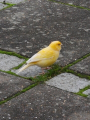 Serinus canaria domesticus