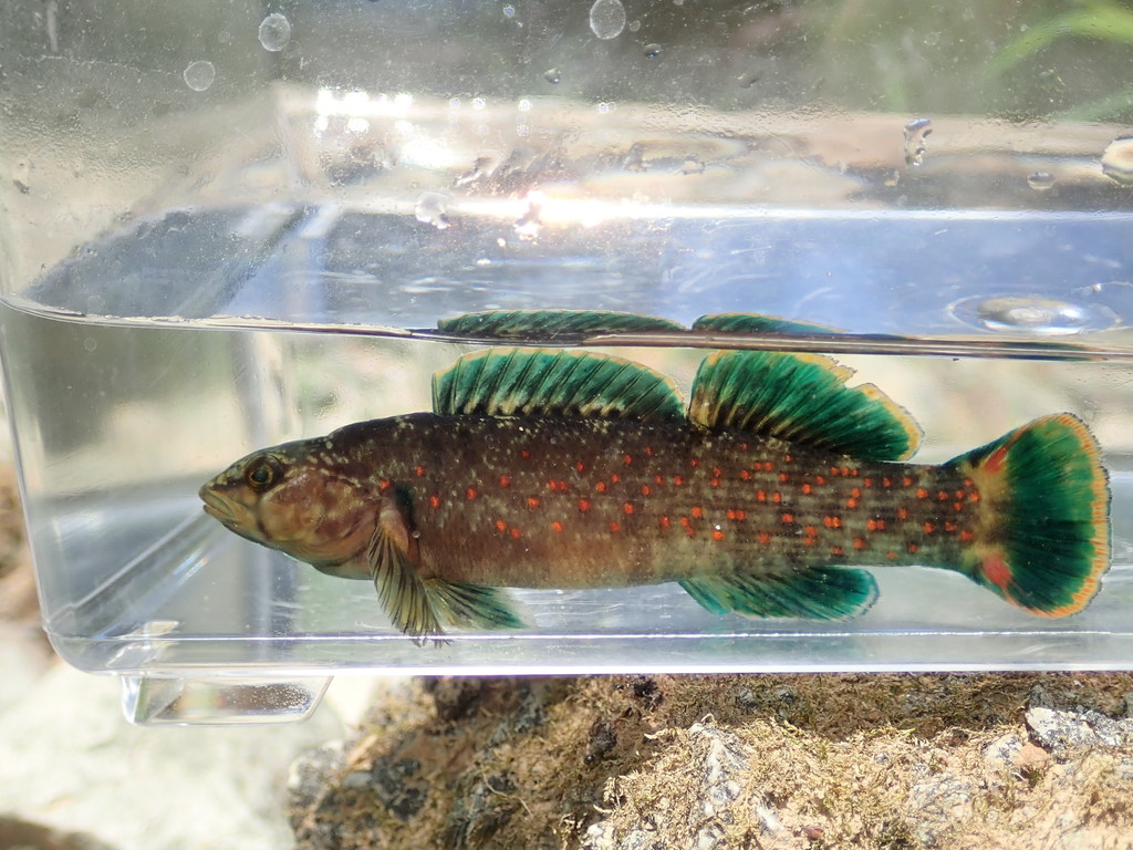 Smallscale Darter
