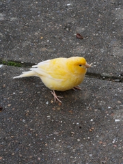 Serinus canaria domesticus