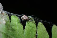 Prosoponoides sinense