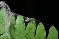 Prosoponoides sinense