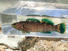 Etheostoma microlepidum