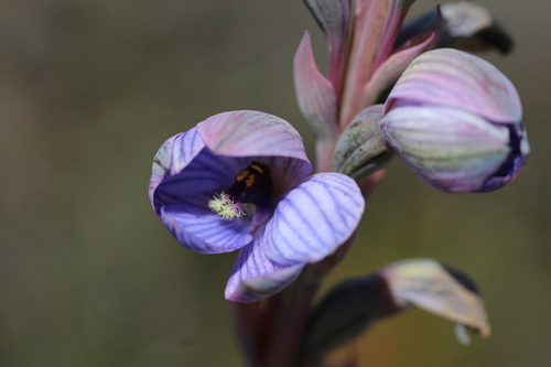 Image of Thelymitra campanulata by (c) Hugo Innes, some rights reserved (CC BY)
