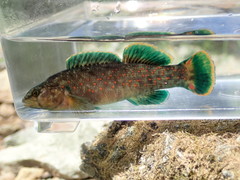 Etheostoma microlepidum
