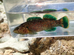 Etheostoma microlepidum