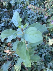 Rhamnus cathartica