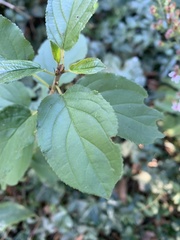 Rhamnus cathartica
