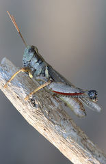 Melanoplus angustipennis