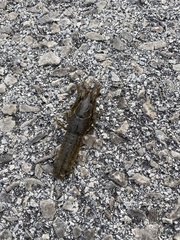 Procambarus virginalis