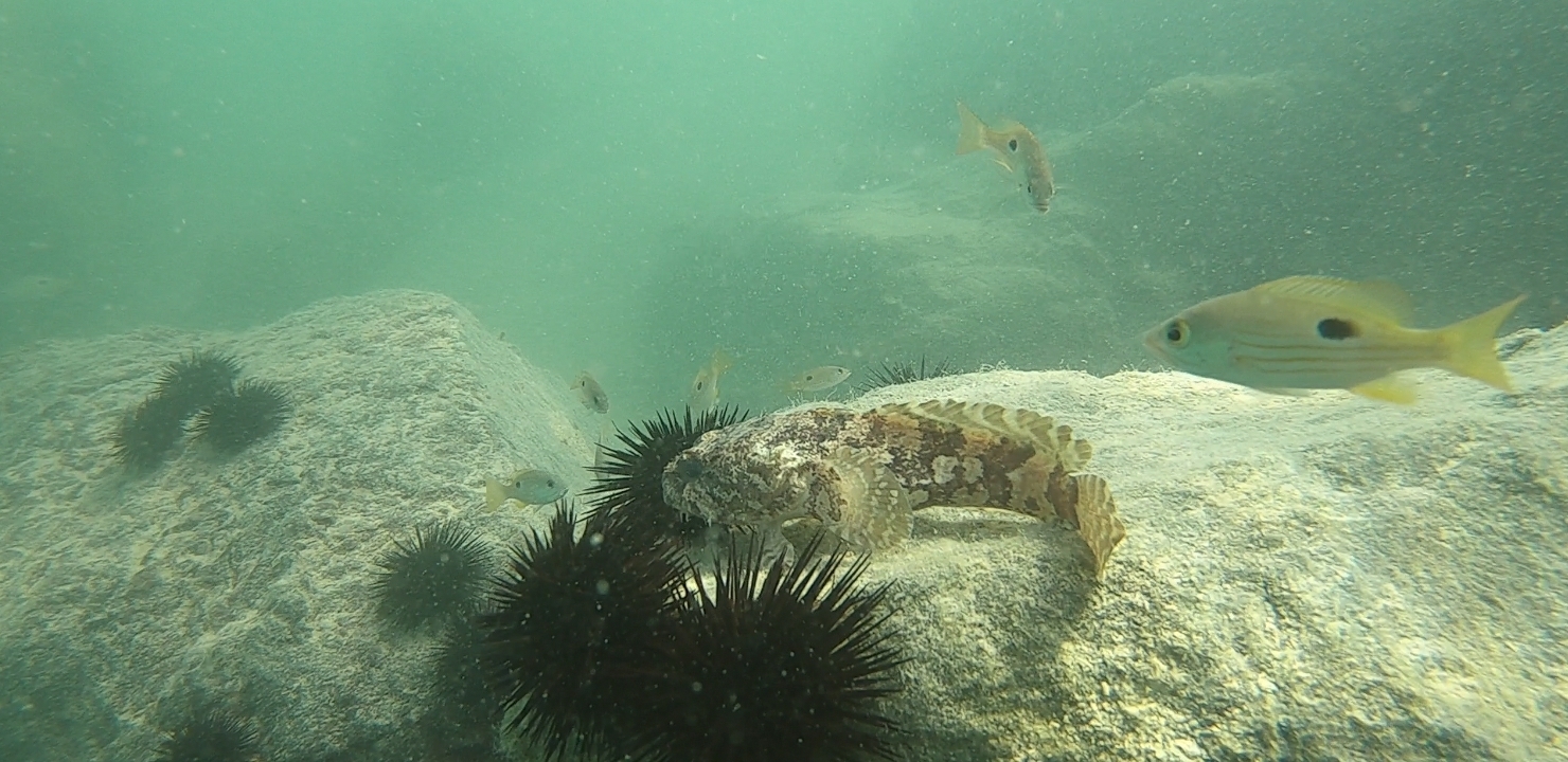 Arabian Toadfish photo 3