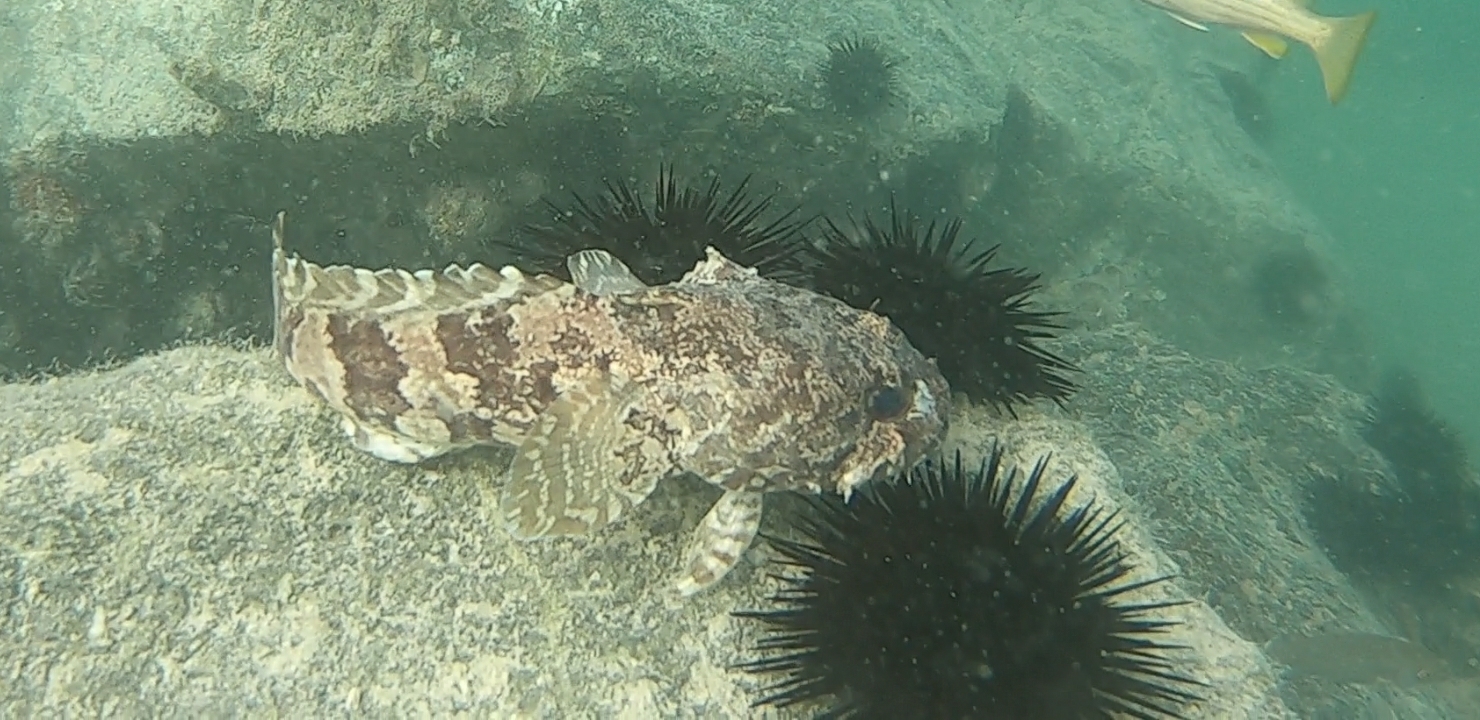 Arabian Toadfish photo 4