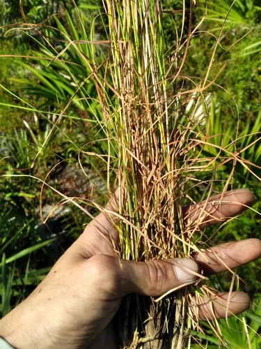 Image of Anatherum subtile by (c) Scott Ward, some rights reserved (CC BY)