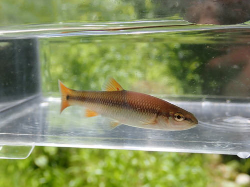 Redtail chub (Nocomis effusus) — Cyprinidae — 4
