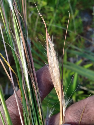Image of Anatherum subtile by (c) Scott Ward, some rights reserved (CC BY)