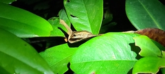 Eleutherodactylus coqui