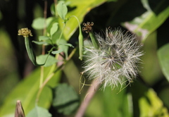 Porophyllum ruderale