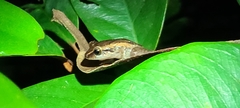 Eleutherodactylus coqui