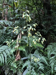 Blumea formosana