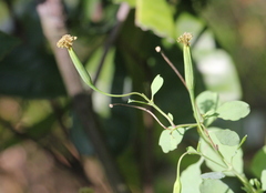 Porophyllum ruderale