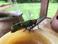 Zonocerus variegatus