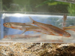 Notropis micropteryx