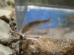 Notropis micropteryx