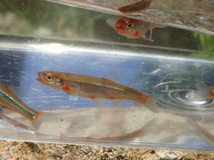 Notropis micropteryx