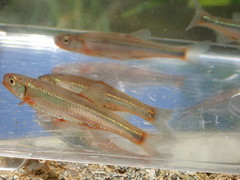 Notropis micropteryx