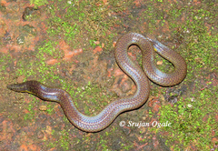 Uropeltis