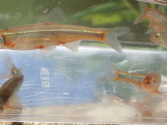 Notropis micropteryx