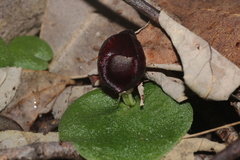 Corybas recurvus