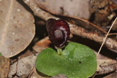 Corybas recurvus